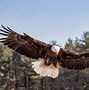 Image result for Birds of Prey Talons