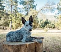 Image result for bluey grandad dog breed