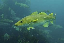 Image result for Atlantic Catfish