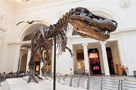 Image result for Field Museum Dinosaur Sue