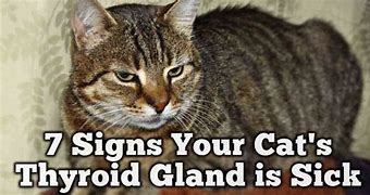 Image result for Cat Thyroid Tumor