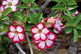 Image result for UAE Desert Plants