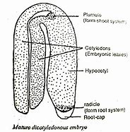 Image result for Two Cotyledons