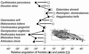 Image result for Aegyptocetus