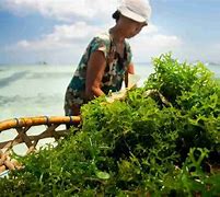 Image result for Seaweed Farming