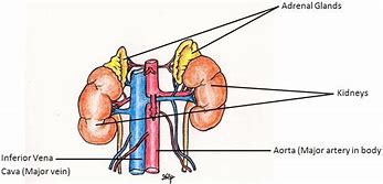 Image result for Adrenal Artery