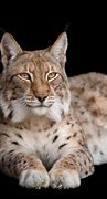 Image result for Lynx Caracter