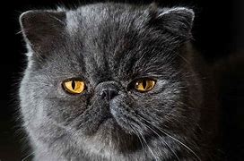 Image result for Picuters of Flat Face Cats