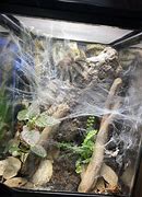 Image result for Avicularia Metallica