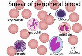 Image result for blood cells