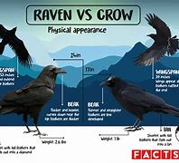 Image result for Crow V Raven UK