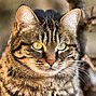 Image result for Classic Tabby Side View