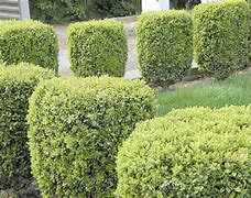 Image result for Common Boxwood Pictures