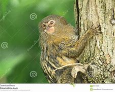 Image result for Pygmy Marmoset Tree Sap