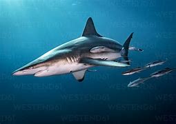 Image result for Oceanic Blacktip Shark