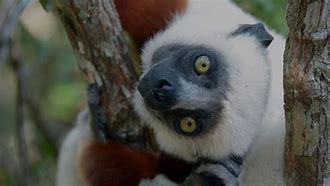 Image result for Madagascar 12