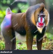 Image result for Albino Baboon