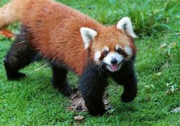 Image result for Panda Shaps