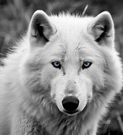 Image result for Snow Wolf Blue Eyes