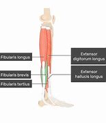 Image result for Peroneus Brevis Attachment