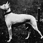 Image result for White Big Terrier