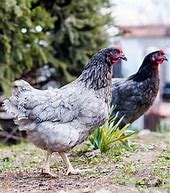 Image result for Blue Plymouth Rock Chicken