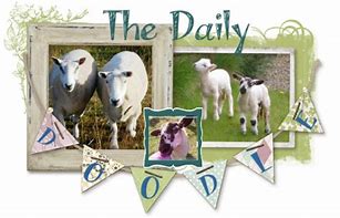 Image result for Baby Lamb Doodle