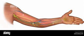 Image result for Median Nerve Distribution Arm