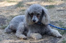 Image result for Poodle Terrier Mix