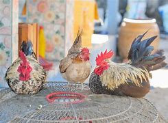 Image result for Miniature Chickens