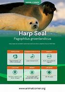 Image result for Harp Seal Diet