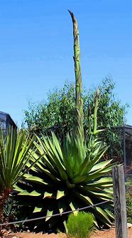 Image result for Agave Plant in Bloom