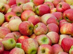 Image result for Pome Fruit Farm