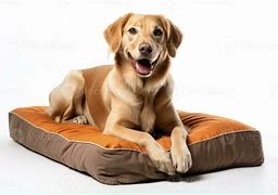 Image result for Dog Beds Display