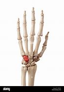 Image result for Hamate Bone