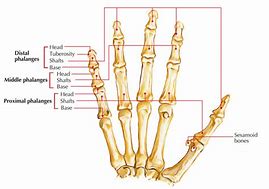 Image result for Fox Phalanges