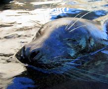 Image result for Pinniped Rookeries