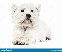 Image result for White Big Terrier