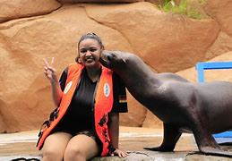 Image result for Sea Lion Show in Manila Ocean Park