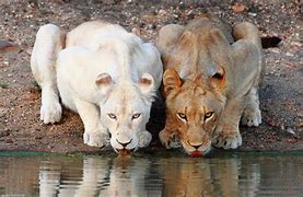 Image result for Albino Animals Lion