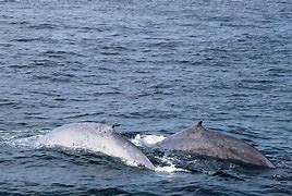 Image result for Blue Whale Aquarium of the Pacific