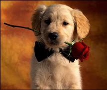 Image result for Beautiful Cute Dogs