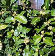 Image result for Boxwood Buxus Sempervirens