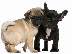 Image result for Frug Puppy Growth Chart