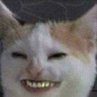 Image result for Cat Meme Face Teeth