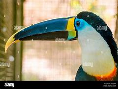 Image result for Blue Toucan