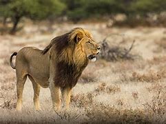 Image result for Pictures of African Male Lions