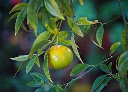 Image result for Mandarin Citrus