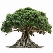 Image result for Tree Roots PNG