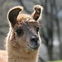 Image result for Llama Shape